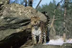 Amur leopard snarling {Panthera pardus orientalis} captive