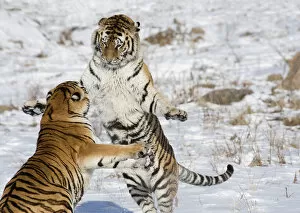 Images Dated 4th May 2019: Amur / Siberian tiger (Panthera tigris altaica), two sparring in snow. Captive in tiger park