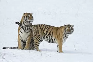 Amur / Siberian tiger (Panthera tigris altaica) pair in courtship, in snow. Captive in tiger park
