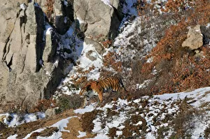 Camouflage Gallery: Amur / Siberian Tiger (Panthera tigris altaica) female in the wild, on a hillside