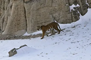 Far East Russia Prints: Amur / Siberian Tiger (Panthera tigris altaica) female in the wild