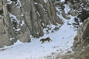 Far East Russia Prints: Amur / Siberian Tiger (Panthera tigris altaica) female in the wild