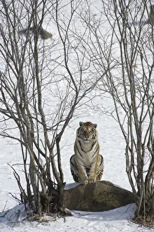 Amur / Siberian tiger (Panthera tigris altaica) sitting on rock between trees in winter