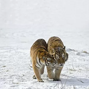 Amur / Siberian tigers (Panthera tigris altaica) pair nuzzling each other in snow