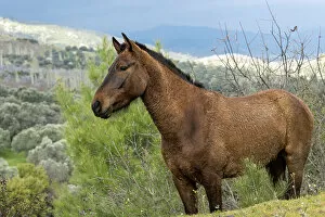 Standing Gallery: Anadolu stallion standing alert, portrait, Sirince mountains, Turkey