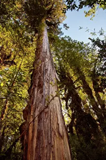Chile Prints: Ancient Alerce tree (Fitzroya cupressoides), Pumalin National Park, Patagonia, Chile