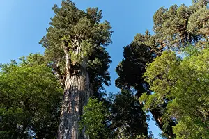 Chile Prints: Ancient Alerce tree (Fitzroya cupressoides), Pumalin National Park, Patagonia, Chile