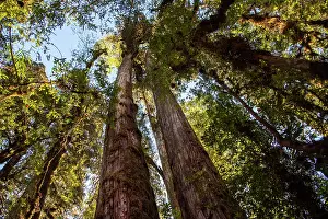 Chile Prints: Ancient Alerce trees (Fitzroya cupressoides), Pumalin National Park, Patagonia, Chile
