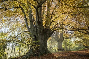Autumn Gallery: Ancient Beech trees (Fagus sylvatica), Lineover Wood, Gloucestershire UK