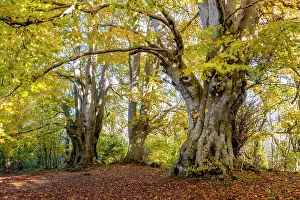 Fagales Prints: Ancient Beech trees (Fagus sylvatica) in autumn