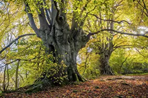 Fagales Prints: Ancient Beech trees (Fagus sylvatica) in autumn