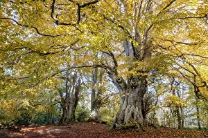 Fagales Prints: Ancient Beech trees (Fagus sylvatica) in autumn