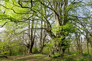 Fagaceae Prints: Ancient Beech trees (Fagus sylvatica) in spring