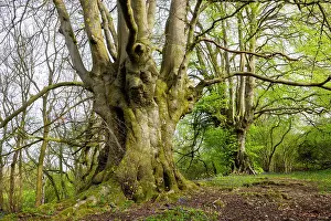 Fagaceae Prints: Ancient Beech trees (Fagus sylvatica) in spring