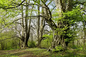 Fagaceae Prints: Ancient Beech trees (Fagus sylvatica) in spring
