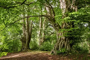 Fagaceae Prints: Ancient Beech trees (Fagus sylvatica) in summer