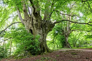 Fagales Prints: Ancient Beech trees (Fagus sylvatica) in summer