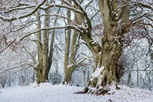 Fagaceae Prints: Ancient Beech trees (Fagus sylvatica) in winter