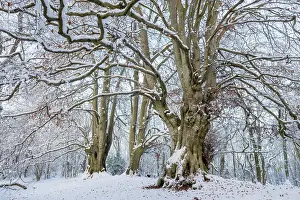 Ancient Beech Trees in Winter, Gloucestershire Print. Art Prints, Posters &  Puzzles from Nature Picture Library