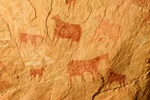 Central Africa Gallery: Ancient cave paintings depicting cattle. Ennedi Natural and Cultural Reserve