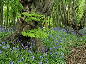 Ancient Woodland Gallery: Ancient Common hornbeam trees (Carpinus betulus) pollarded, with Common bluebell