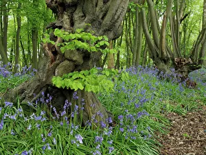 February 2023 Highlights Gallery: Ancient Common hornbeam trees (Carpinus betulus) pollarded, with Common bluebell