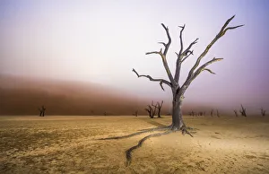 Vachellia Prints: Ancient dead Camelthorn tree (Vachellia erioloba) trees with red dunes and mist