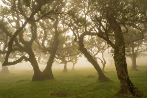 Ancient Laurel forest / Laurisilva UNESCO World Heritage Site, Maderia