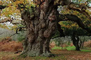 French Oak Prints: Ancient Oak (Quercus robur) tree (The Maiden Oak)