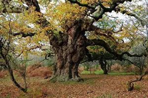 French Oak Prints: Ancient Oak (Quercus robur) tree (The Maiden Oak) in autumn