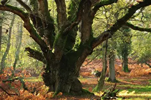 French Oak Prints: Ancient Oak tree (Quercus robur) in forest