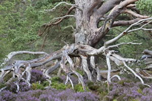 Ancient Gallery: Ancient Scots pine (Pinus sylvestris) amongst flowering Common heather / Ling (Calluna vulgaris)