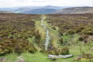 Upland Prints: Ancient spring on Hatterall Hill flowing through heather moorland