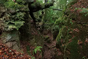 Culture Prints: Ancient woodland growing on abandoned open cast mine