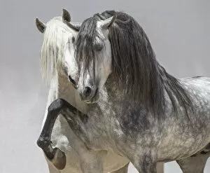 Andalusian horsea, two stallions coming together in arena one dappled grey