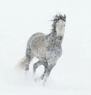Andalusian Gallery: Andalusian mare running in snow storm, Colorado, USA