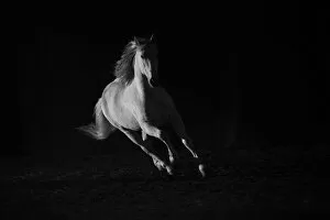 Andalusian stallion running in dark arena. Quebec, Canada