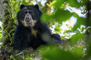 Vulnerable Collection: Andean bear / Spectacled bear (Tremarctos ornatus) resting in tree in cloud forest, looking down