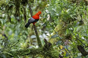 Andean Cock-of-the-rock male (Rupicola peruvianus) at lek in cloud forest canopy