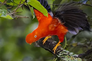 Peru Prints: Andean Cock-of-the-rock male {Rupicola peruvianus} at lek in cloud forest canopy