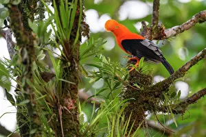 Lekking Prints: Andean cock-of-the-rock (Rupicola peruviana aequatorialis) male - eastern (Amazon)
