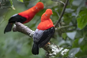 2019 February Highlights Gallery: Andean cock-of-the-rock (Rupicola peruvianus), two males perched in tree at lek in