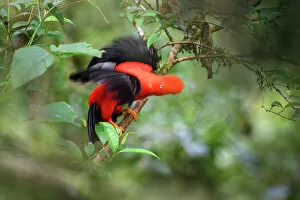 Songbird Gallery: Andean cock-of-the-rock (Rupicola peruvianus), male displaying at lek in tree. Manu