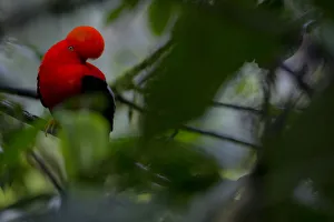 Andean Cock-of-the-Rock (Rupicola peruvianus) Mindo, Pichincha, Ecuador