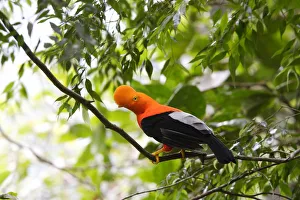 Orange Prints: Andean cock of the rock (Rupicola peruviana) male in courtship ritual, Andean Mountains