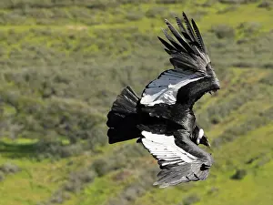 Chile Prints: Andean condor (Vultur gryphus) female