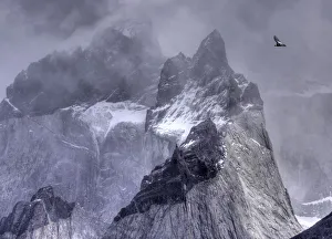 Andean condor (Vultur gryphus) in flight over mountain peaks, Torres Del Paine National park, Chile