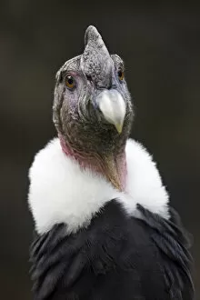 Andean condor (Vultur gryphus), IUCN Near Threatened, captive