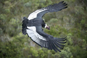 Andean condor (Vultur gryphus), Male, Antisanilla Reserve, Ecuador