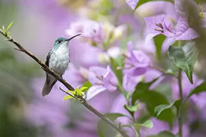 2019 July Highlights Collection: Andean Emerald Hummingbird (Amazilia franciae), Mindo cloud forest area, Ecuador, July
